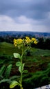 Yellow Flower at green montain village Royalty Free Stock Photo