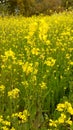 The yellow flower in the green plant mustard grew in the Indian field.Very beautiful yellow colored flower looks very beautiful.