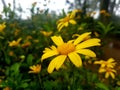 Yellow flower Royalty Free Stock Photo