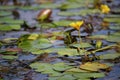 Yellow flower grew out of a water lily