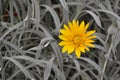 Yellow flower with grey grass