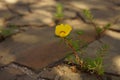 Yellow flower grow in a summer stone road Royalty Free Stock Photo