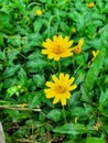 Yellow flower grow up between greengrass