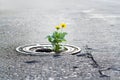 Yellow flower growing in broken metal pipe on street