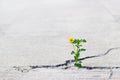 Yellow flower growing on crack street, soft focus Royalty Free Stock Photo