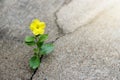 Yellow flower growing on crack street, hope concept Royalty Free Stock Photo