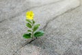 Yellow flower growing on crack street, hope concept Royalty Free Stock Photo