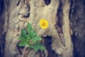 Yellow flower growing on dead tree, soft focus, vintage color