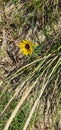 Yellow flower growing among grassy sand dune Royalty Free Stock Photo