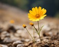 a yellow flower growing out of the ground Royalty Free Stock Photo