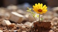 a yellow flower growing out of a hole in the ground Royalty Free Stock Photo