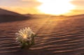 Yellow flower grows on a sand dune in the desert