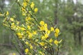 Yellow flower of hairy greenweed. genista pilosa. Genista pilosa, commonly known as hairy greenweed, silkyleaf broom, silkyleaf Royalty Free Stock Photo