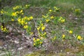 Yellow flower of hairy greenweed. genista pilosa. Genista pilosa, commonly known as hairy greenweed, silkyleaf broom, silkyleaf Royalty Free Stock Photo