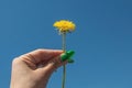 Yellow flower in hand on a blue sky background. Hold a flower Royalty Free Stock Photo