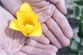 A yellow flower in hand close-up, a photograph.