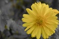 Yellow flower happiness