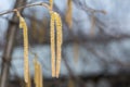 Yellow flower of the Hazel or Corylus plant