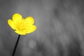 Yellow flower head of Bulbous Buttercup Ranunculus bulbosus growing on grass, image with defocused copy space black and white Royalty Free Stock Photo