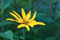 Yellow flower of Helianthus tuberosus Royalty Free Stock Photo