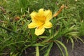 Yellow flower of Hemerocallis fulva in July Royalty Free Stock Photo