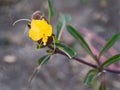 Yellow Flower,Herb Shingles