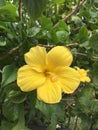 Yellow flower.Hibiscus. Royalty Free Stock Photo