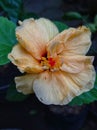 Yellow flower of hibiscus blooming in my garden Royalty Free Stock Photo