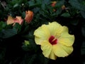 This yellow or flower hibiscus is called hibiscus rosa-sinesis or also called hibiscus. Royalty Free Stock Photo