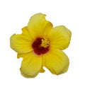 Yellow flower Hibiscus rosa sinensis isolated white background Royalty Free Stock Photo