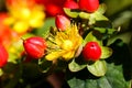 Hypericum Inodorum Flowering Plant scrub St. John`s Wort