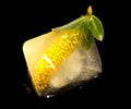 Yellow flower in ice cube Royalty Free Stock Photo