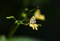 Yellow flower Impatiens parviflora or small balsam close up.