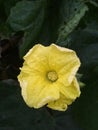 Indian yellow flower