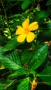 Yellow Flower