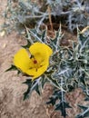 Yellow flower in Indian feald in up