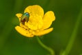 Yellow flower with insect