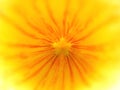 Yellow flower interior Royalty Free Stock Photo