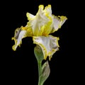 Yellow flower of iris, isolated on black background Royalty Free Stock Photo