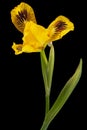 Yellow flower of iris, isolated on black background Royalty Free Stock Photo
