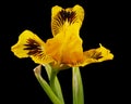 Yellow flower of iris, isolated on black background Royalty Free Stock Photo