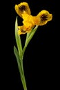 Yellow flower of iris, isolated on black background Royalty Free Stock Photo