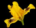 Yellow flower of iris, isolated on black background Royalty Free Stock Photo