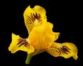 Yellow flower of iris, isolated on black background Royalty Free Stock Photo