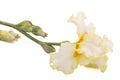 Yellow flower of iris, isolated on white background Royalty Free Stock Photo