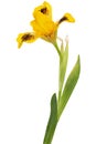 Yellow flower of iris, isolated on white background Royalty Free Stock Photo