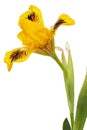 Yellow flower of iris, isolated on white background Royalty Free Stock Photo