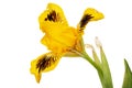 Yellow flower of iris, isolated on white background Royalty Free Stock Photo