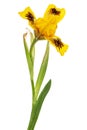 Yellow flower of iris, isolated on white background Royalty Free Stock Photo