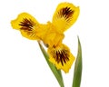 Yellow flower of iris, isolated on white background Royalty Free Stock Photo